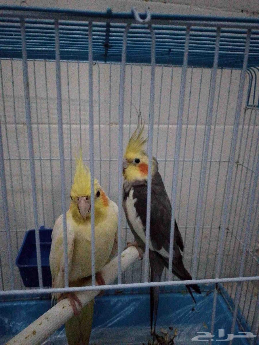 Crown case, product in good health. For sale at the highest price64484389246466111