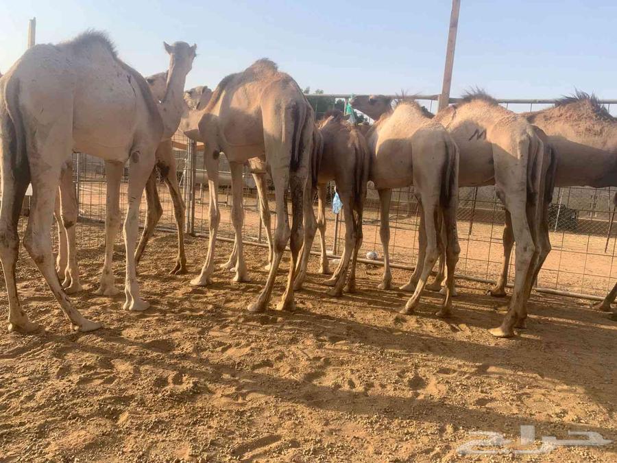 Original Somali camel for sale, high quality and special price64479161709443113