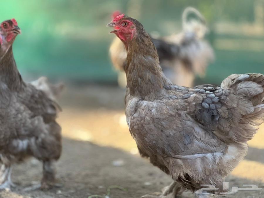 طقم براهما الماني64481736569089113