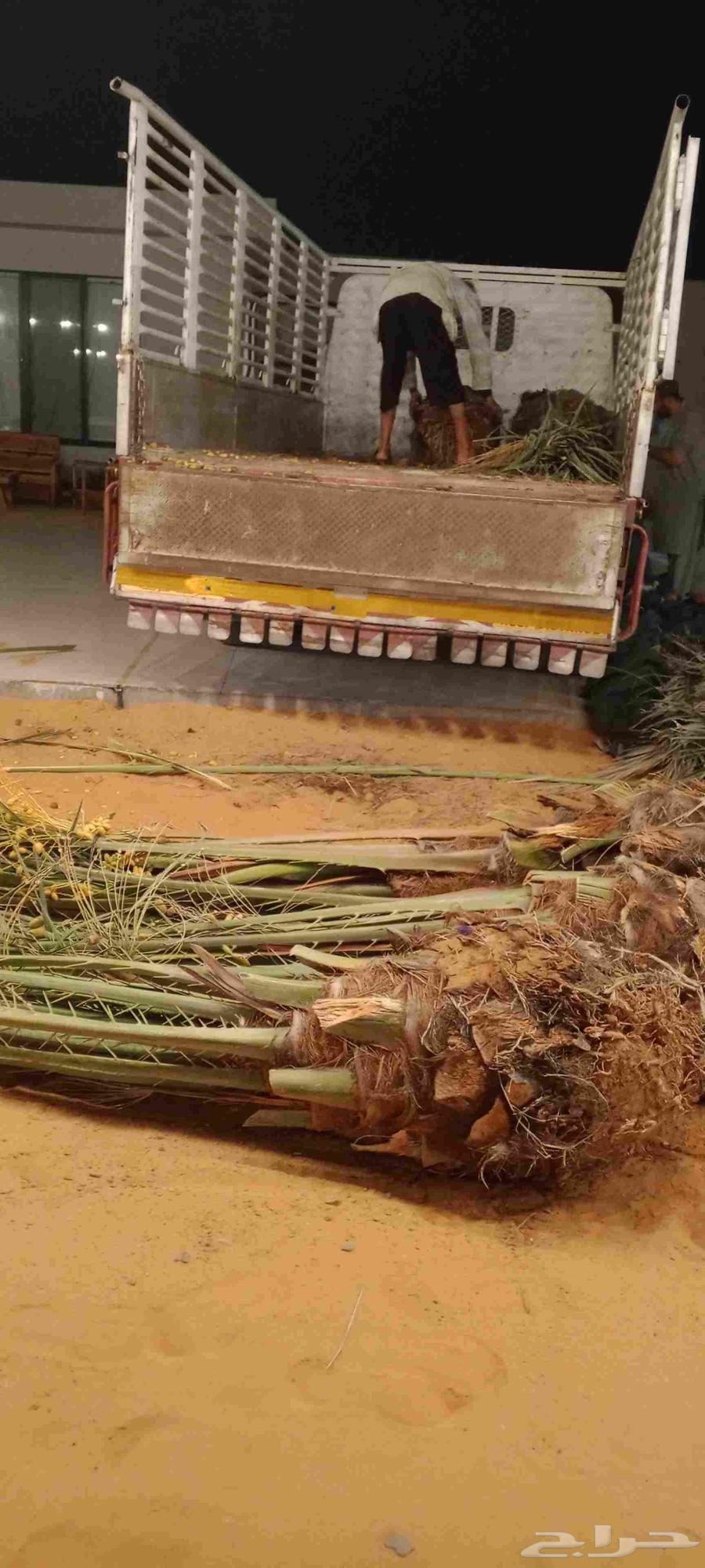 نخل للبيع64481387113346113