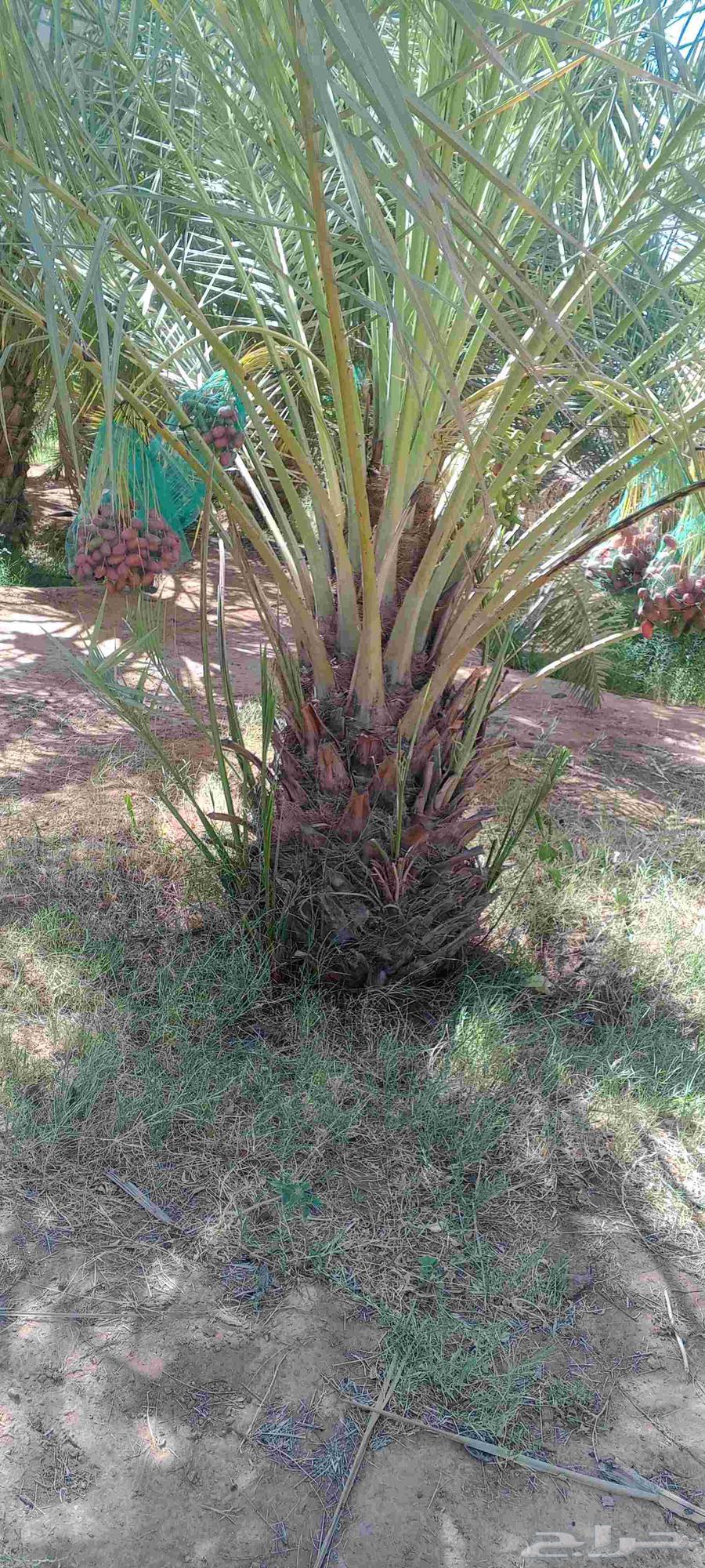 نخل للبيع64481387113346114