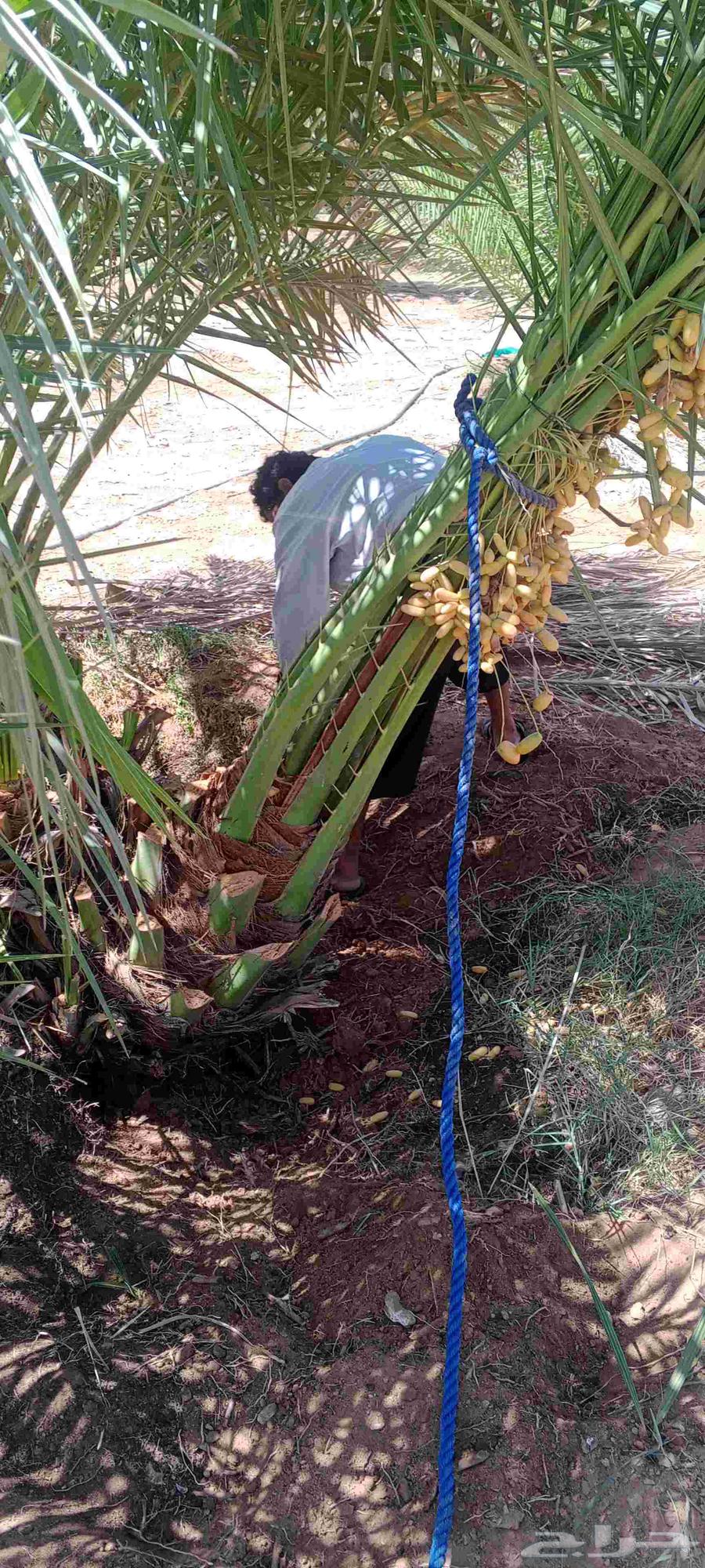 نخل للبيع64481387113346112