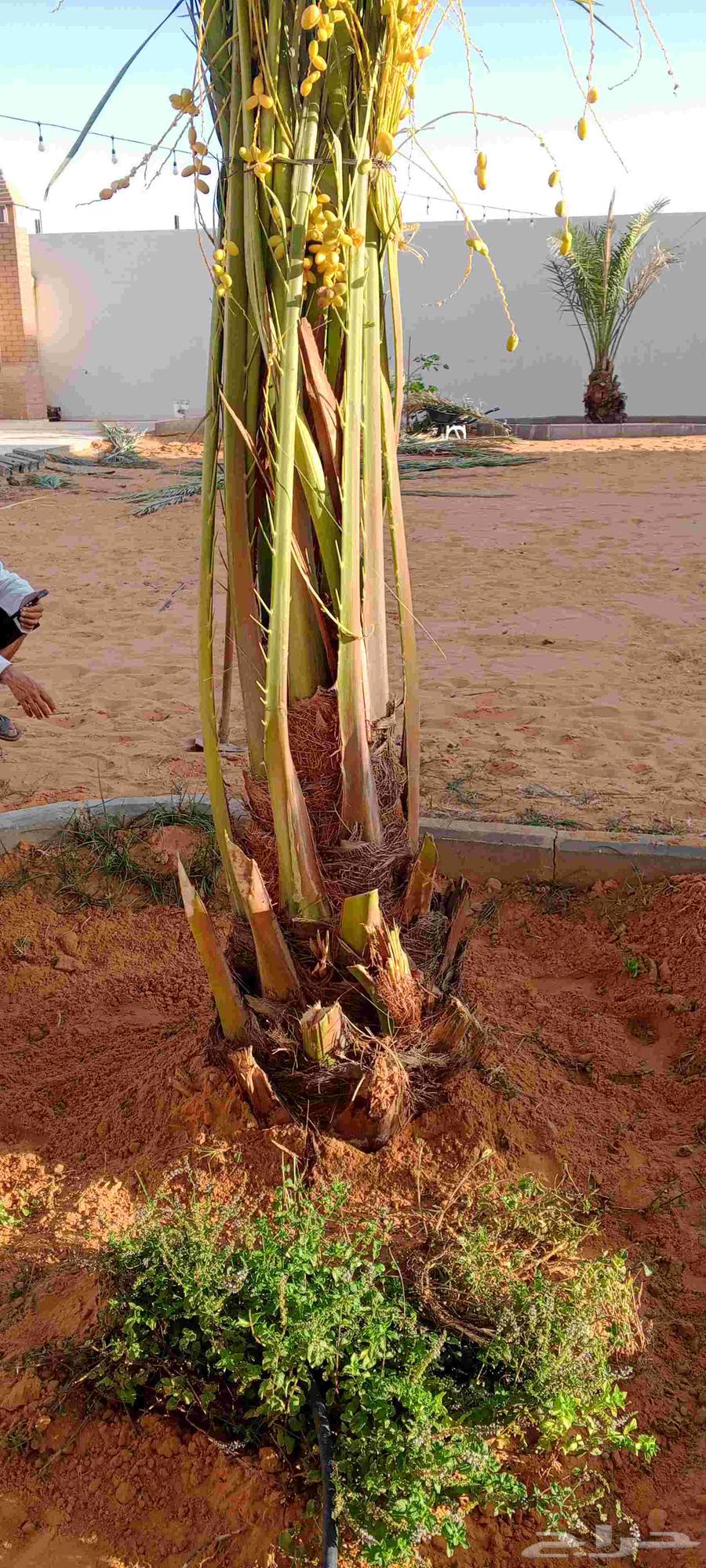 نخل للبيع64481387113346111