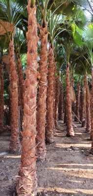 للبيع نخل واشنطونيا64479674180995110