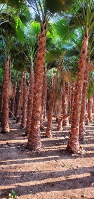 للبيع نخل واشنطونيا64479674180995112