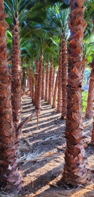 للبيع نخل واشنطونيا64479674180995111