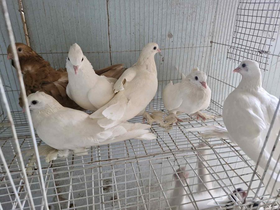 طيور صنعاوي64479396918531110