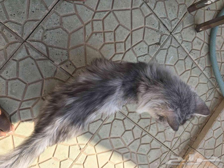 Available, but I'm a Shirazi type student for 300 SAR64480304908163113