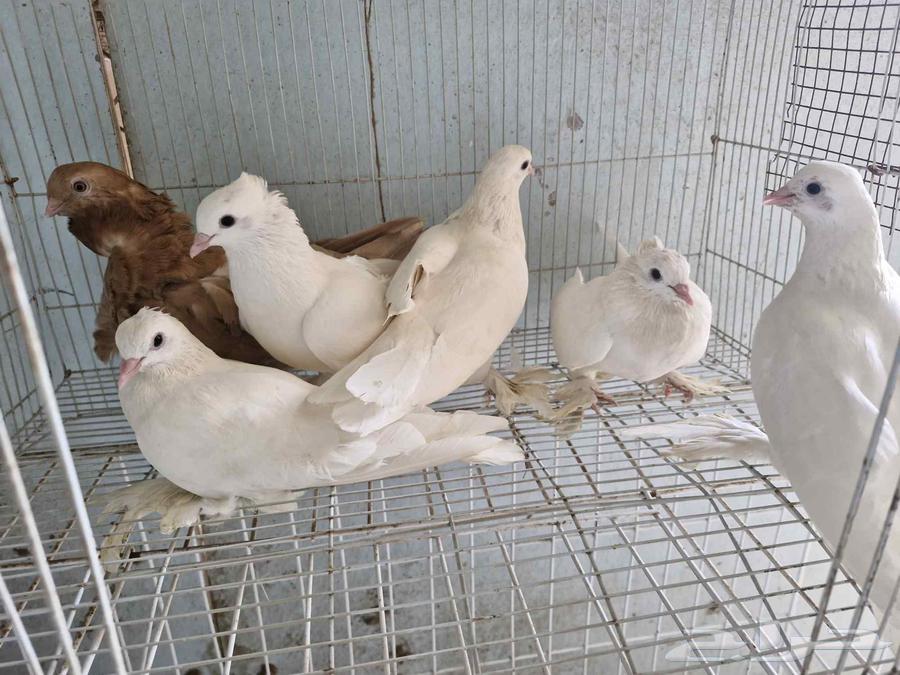 طيور صنعاوي64479396918531111