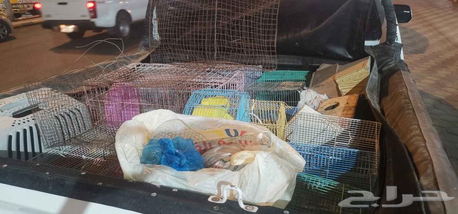 اقفاص عصافير و بغبغاء و دجاج وقطط و وهمستر وتوابعها64479915121026112