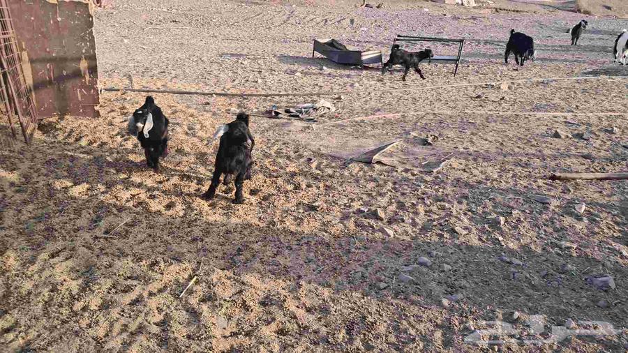 تيسين للبيع .64480208395137112