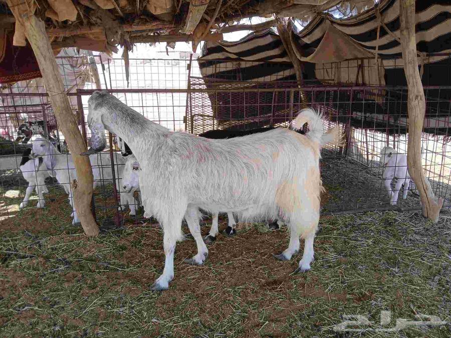 معزا حليب64370337468290110