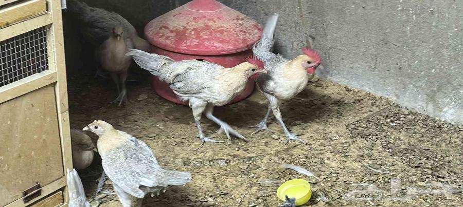 دجاج فيومي قولد للبيع64483383003394113