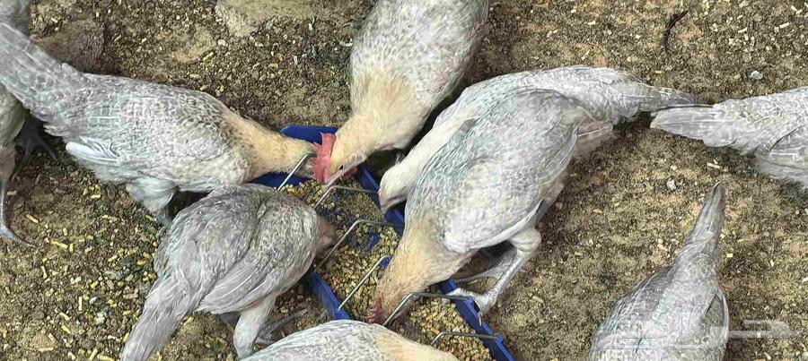 دجاج فيومي قولد للبيع64483383003394112