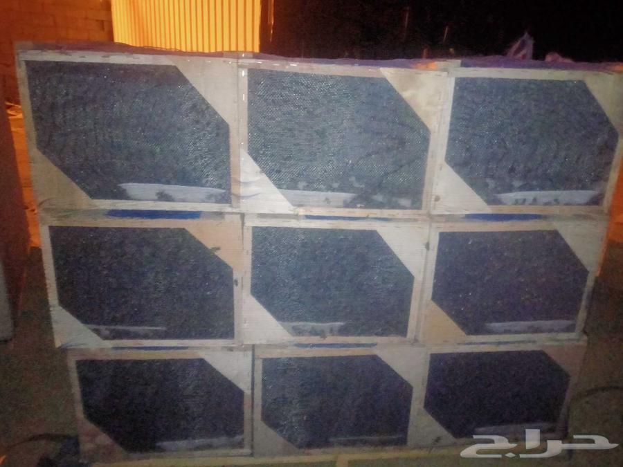 نحل مصري علي الشرط خالي من الامراض64483517798659111