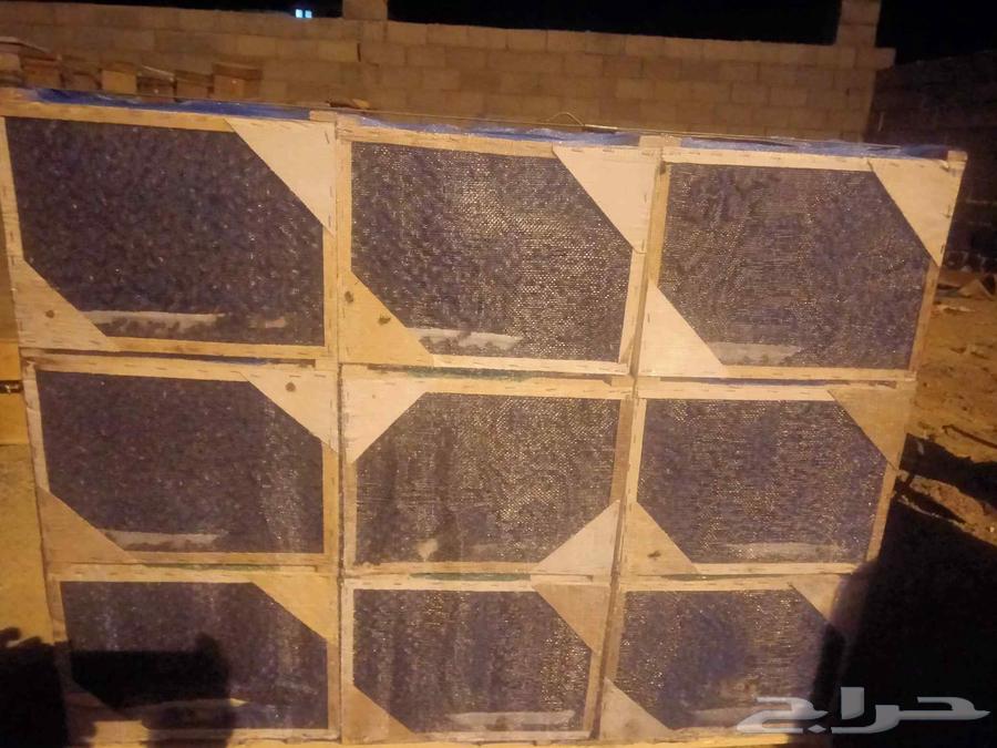 نحل مصري علي الشرط خالي من الامراض64483517798659110