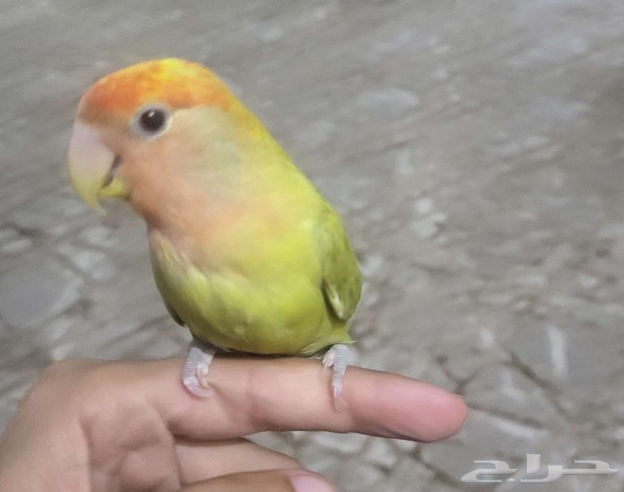 روز للبيع64485243097473110