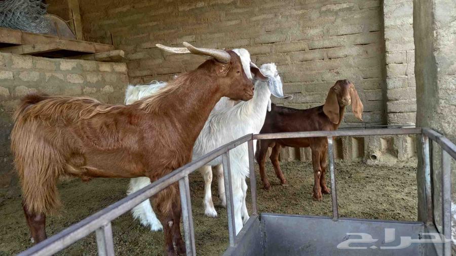 Goats for sale, for slaughter or breeding64480291281793111