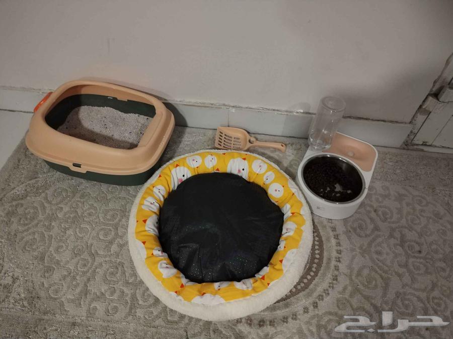 Cat items64479701662465111