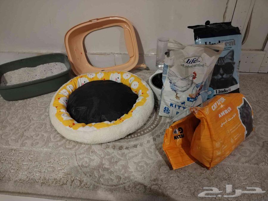 Cat items64479701662465110