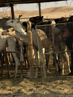 حليب نياق طازج64485175188227112