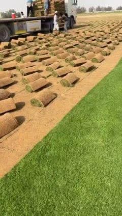 ثيل طبيعي سي الفين (C2000) صافي ونقي على الشرط شكل جمالي وخض64480222309763112