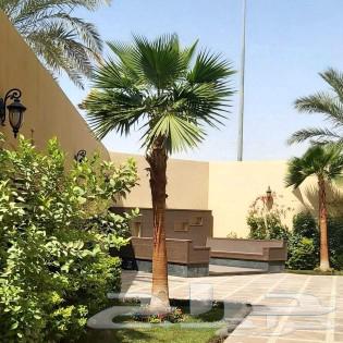 نخل واشنطني64483136919553110