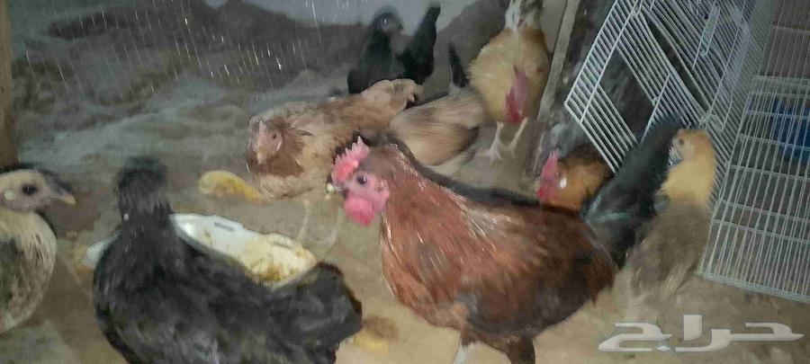 للبيع دجاج عربي حد ب45 ريال ولا يجي الا الصامل64485365675522110