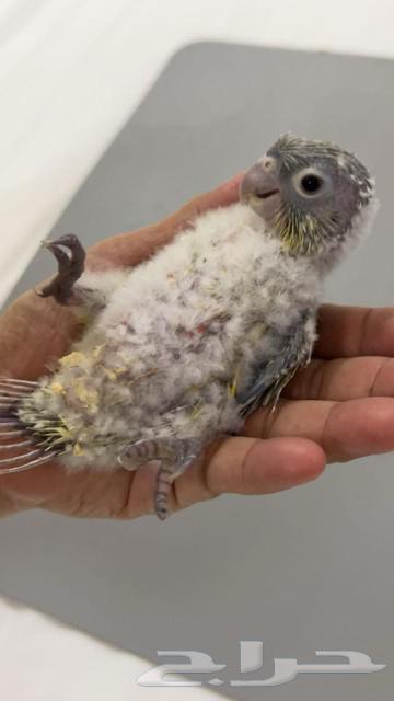 فرخ كنيور ( تم البيع )64486108875905111