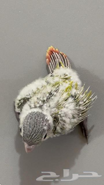 فرخ كنيور ( تم البيع )64486108875905112