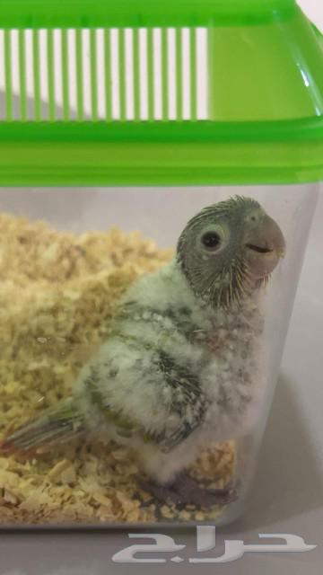 فرخ كنيور ( تم البيع )64486108875905110