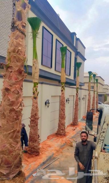 نخل واشنطني64483136919553112