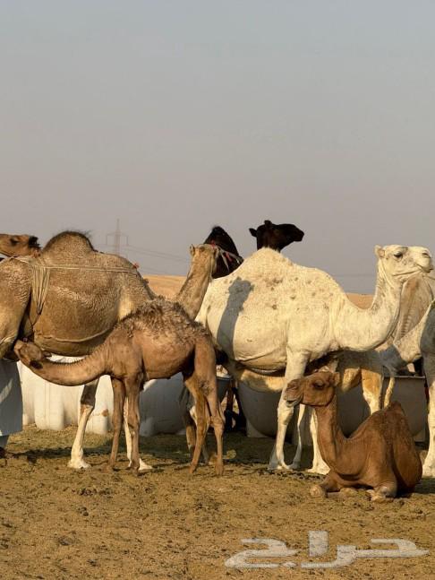 حليب نياق طازج64485175188227111