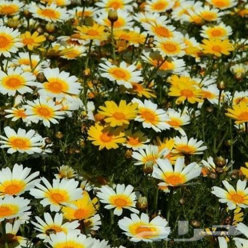 بذور الاقحوان البستاني64482213723139111