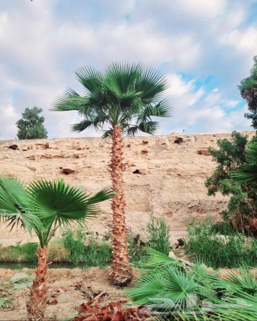 نخل واشنطني64483136919553114