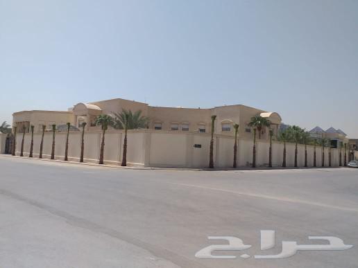 نخل وشنطني زينه امريكي للبيع64500284610051110