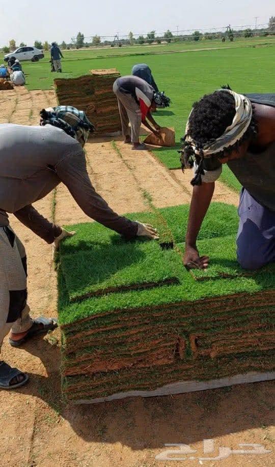 ثيل طبيعي سي الفين (C2000) صافي ونقي على الشرط شكل جمالي وخض64480222309763114