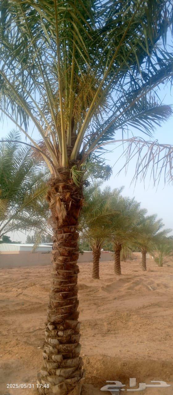 للبيع جميع انواع انخيل64485229687682111