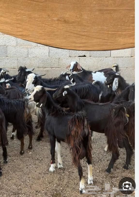 Goats similar to almonds in taste and meat quality, cheaper price than the market64482593225346111