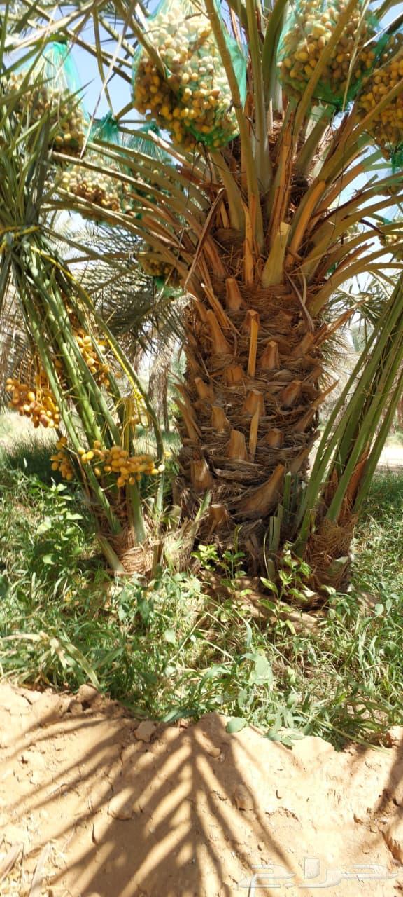 We have good and mature seedlings for sale at a reasonable price, Sakkari Ikhlase64483301381505113