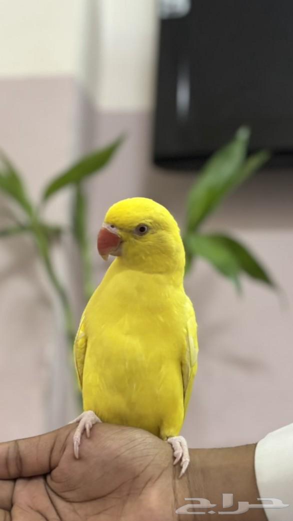 دره لاتينو اليف64480786044289111