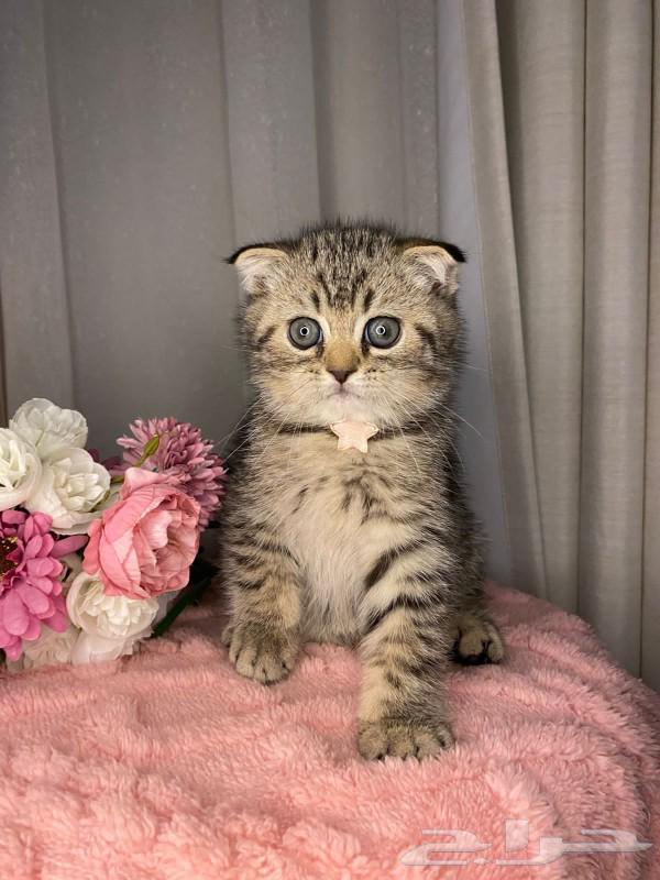 للبيع قطط سكوتش64483424460931112