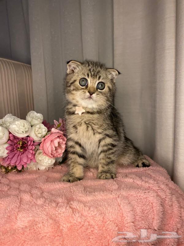 للبيع قطط سكوتش64483424460931113