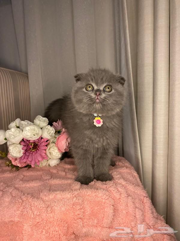 للبيع قطط سكوتش64483424460931114