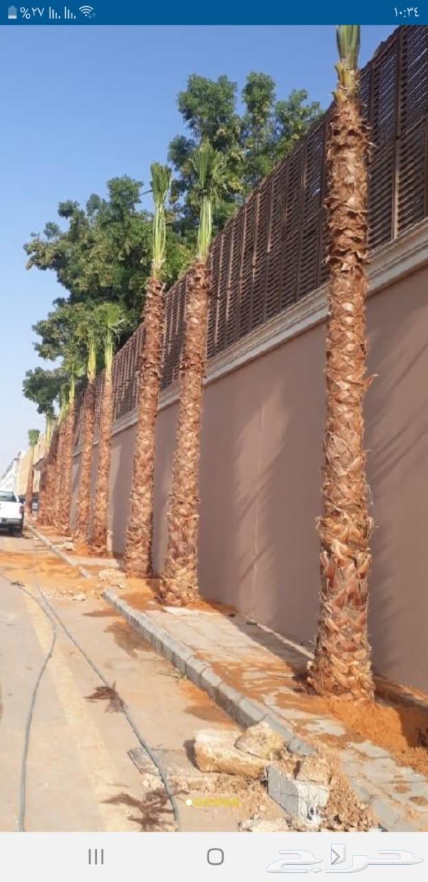 نخل وشنطني زينه امريكي للبيع64500284610051112