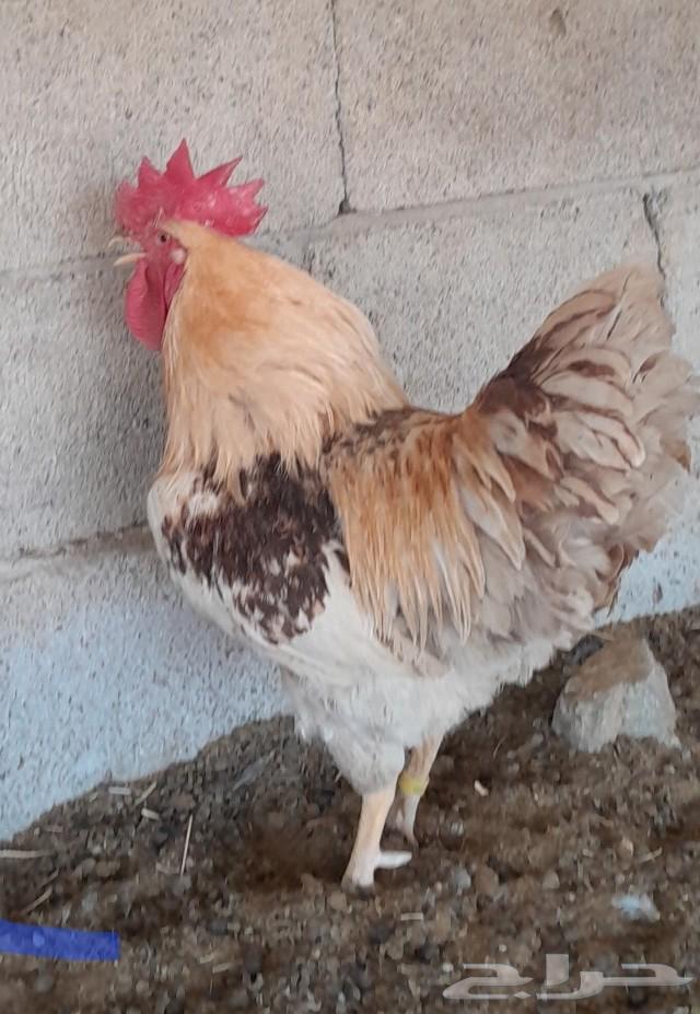 دجاج بلدي اصيل64480414167426112