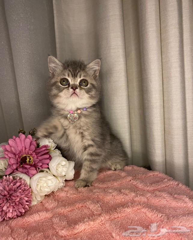 للبيع قطط سكوتش64483424460931110