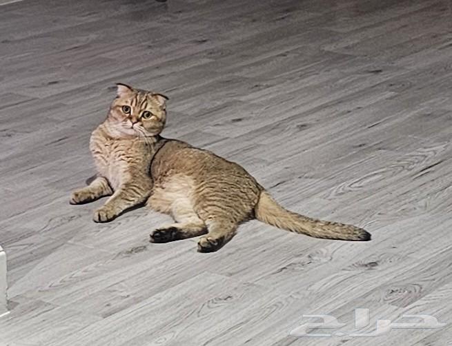 قط للبيع64479120156163110