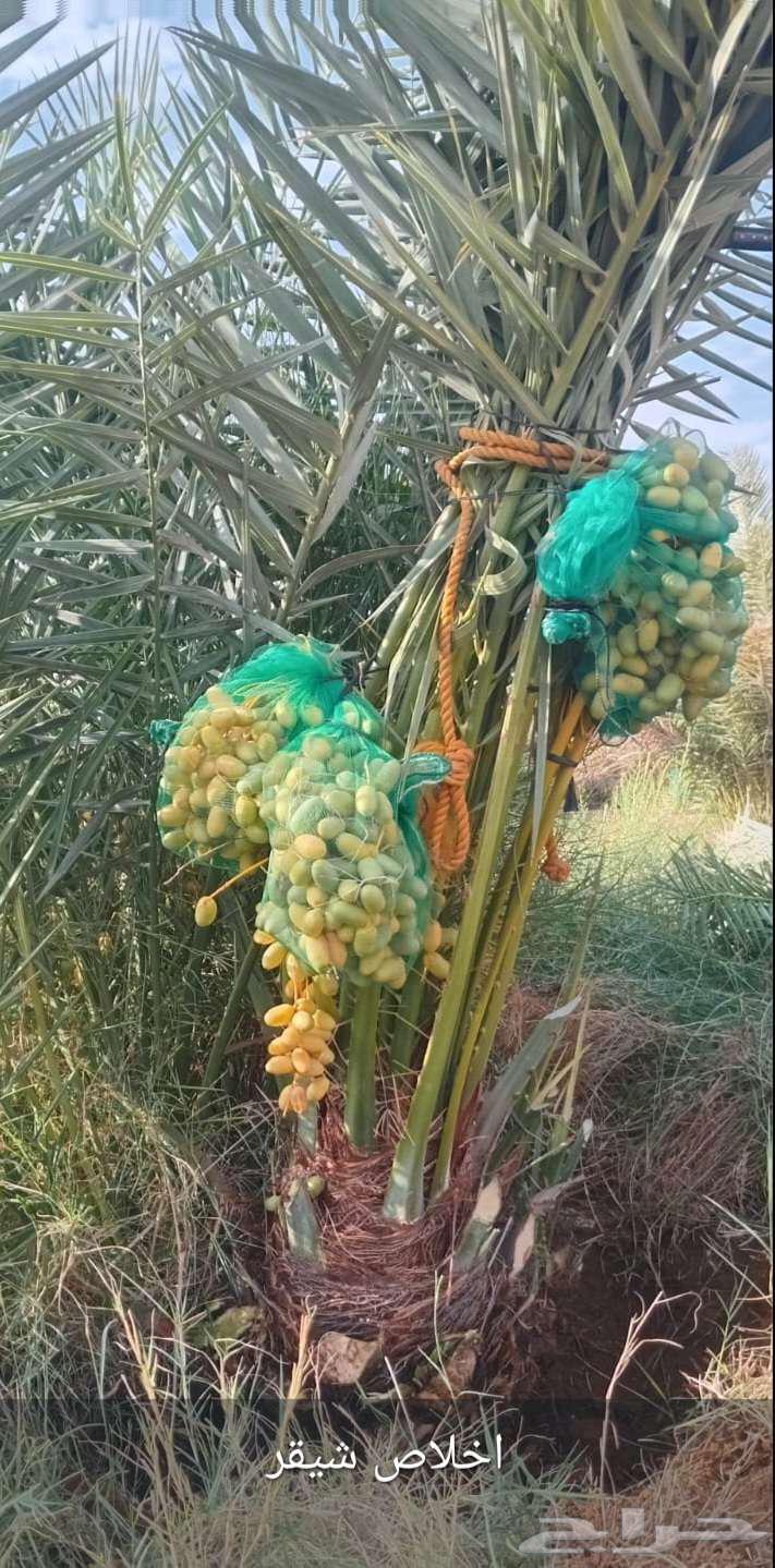 نخيل الشرقيه الخفجي64482322861825112