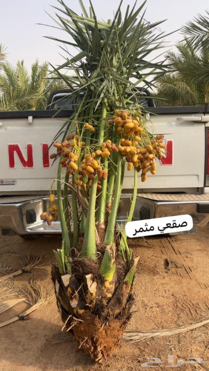 نخيل الشرقيه الخفجي64482322861825110